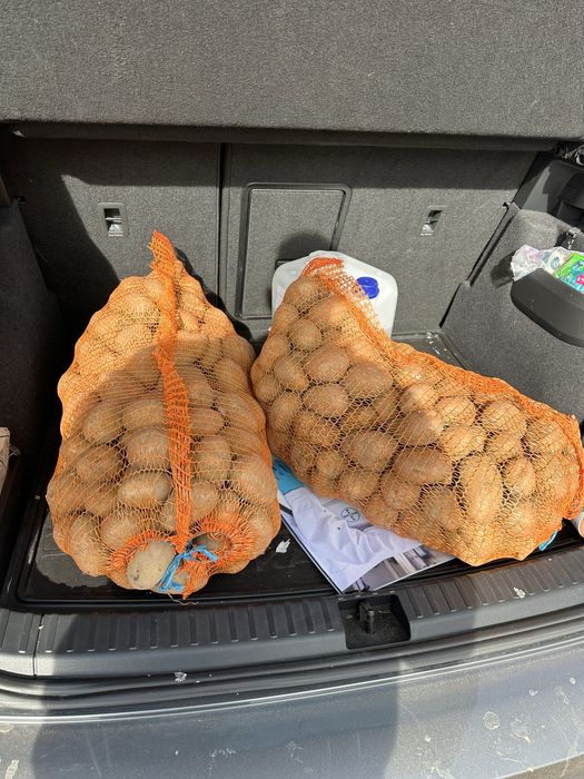 Cartofi albi consum 10 kg, 25 kg