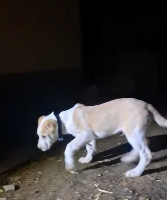 Алабай тобет еркек кушик 3 айлык ровно