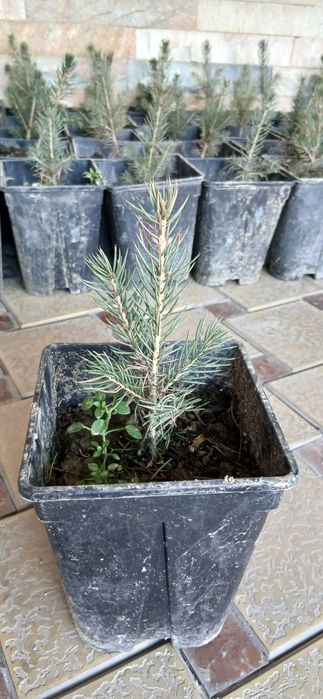 Голубой ель сотилади