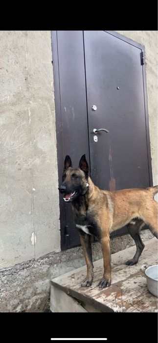 Бельгийская овчарка Малинуа