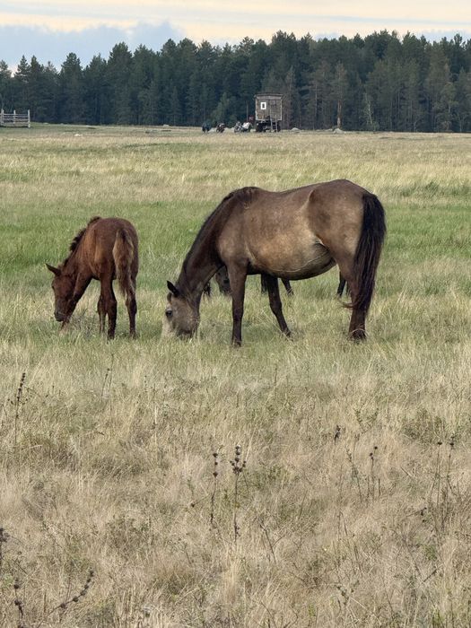 Продам лошадей…