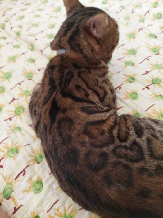 Bengal вязкага мушуг киз мушукларн таклиф килади паспорти бор тоза кон