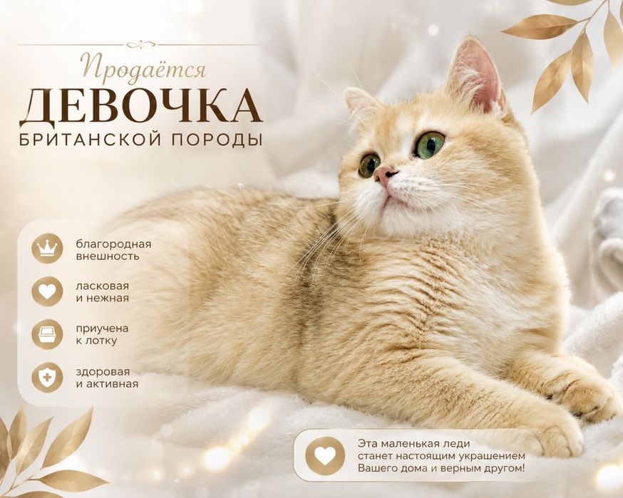 Зрлотая шиншилла