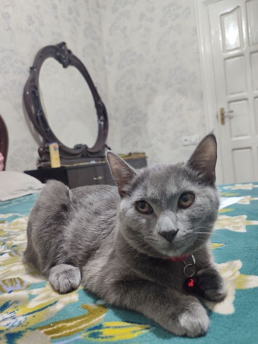 Уй мушуги сотилади