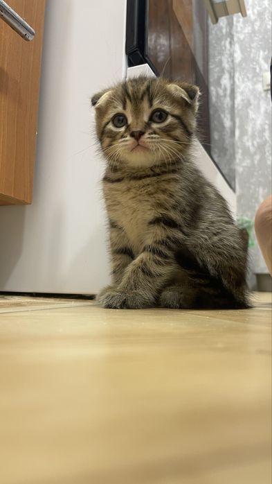 Продам котенка мальчик