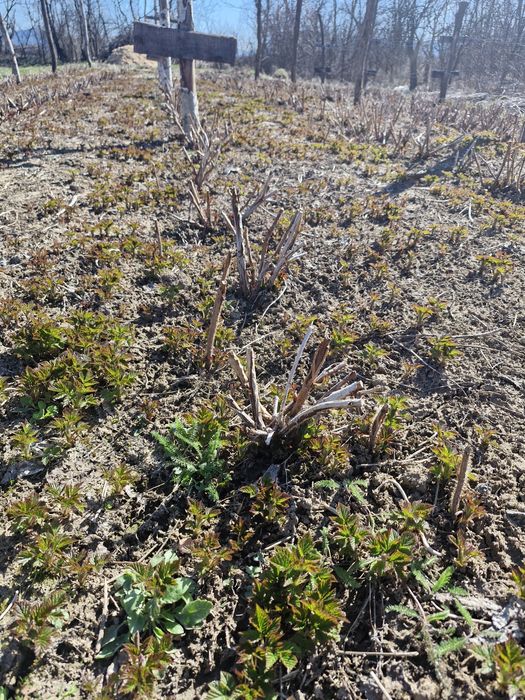 Butași zmeură Opal