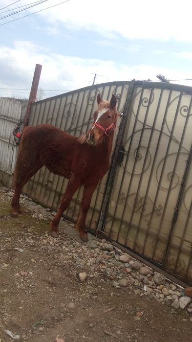 Mânz de vânzare  semigreu