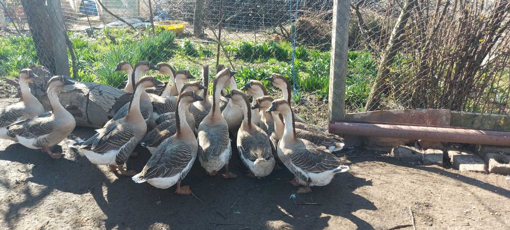 Oua de gasca 5 lei buc