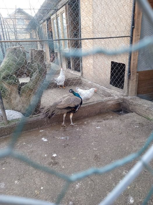 Mascul paun standard