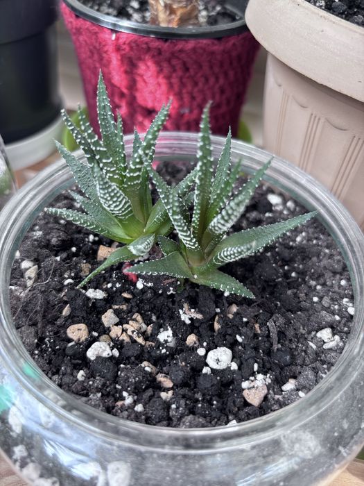 Продам цветы комнатные