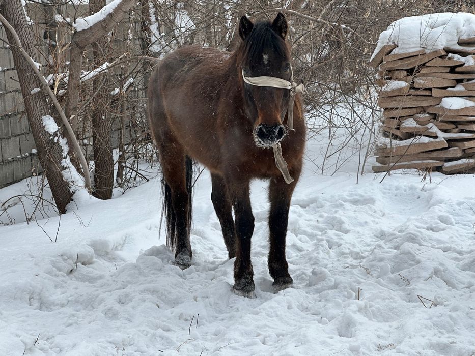 Продам лошадей  г Астана