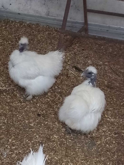 Găini mătase japoneză gat golaș 5 bucăți