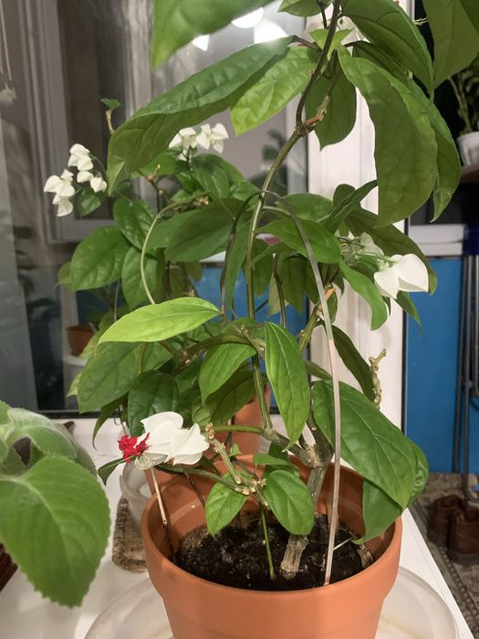 Продам комнатные  цветы