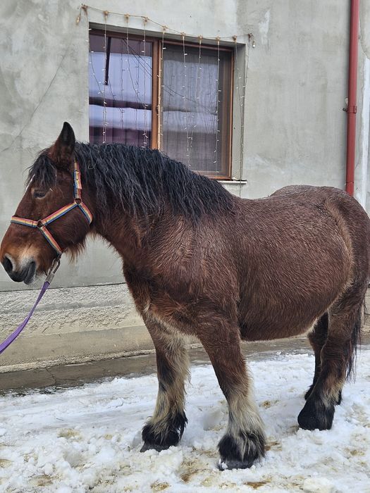 Vând iapă Ardeneză