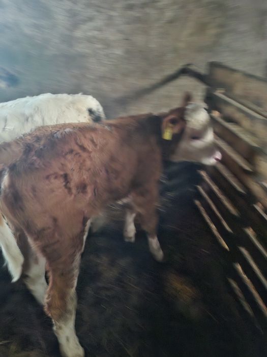 Vând vițea bălțată