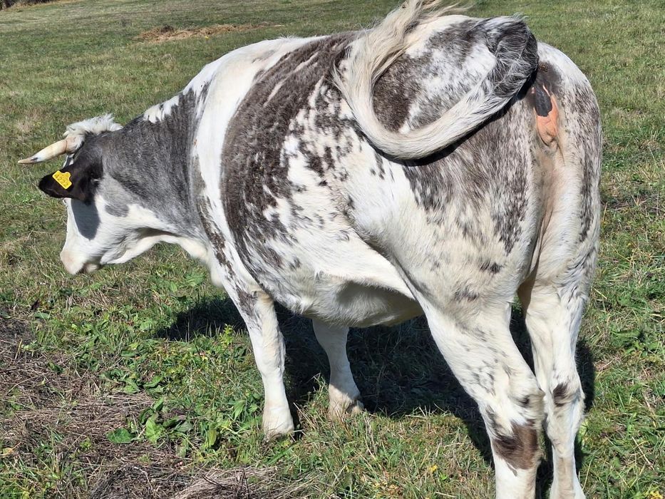 Vaca de vanzare!!