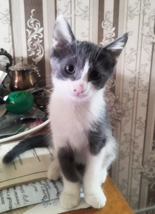 Отдам котят в добрые ручки!!!