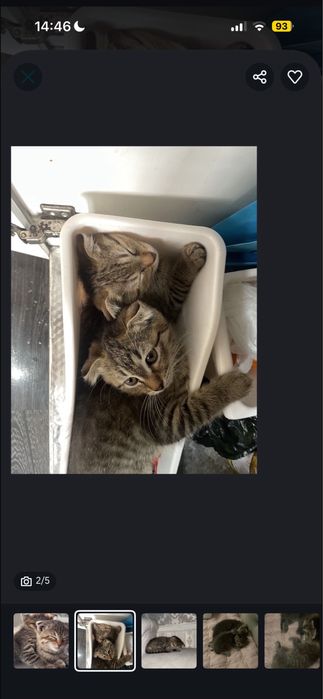 Продаются кошки