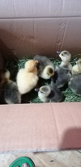 Boboci de gașca și pui de curca