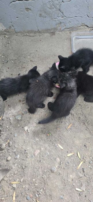 Отдаем котят в добрые руки