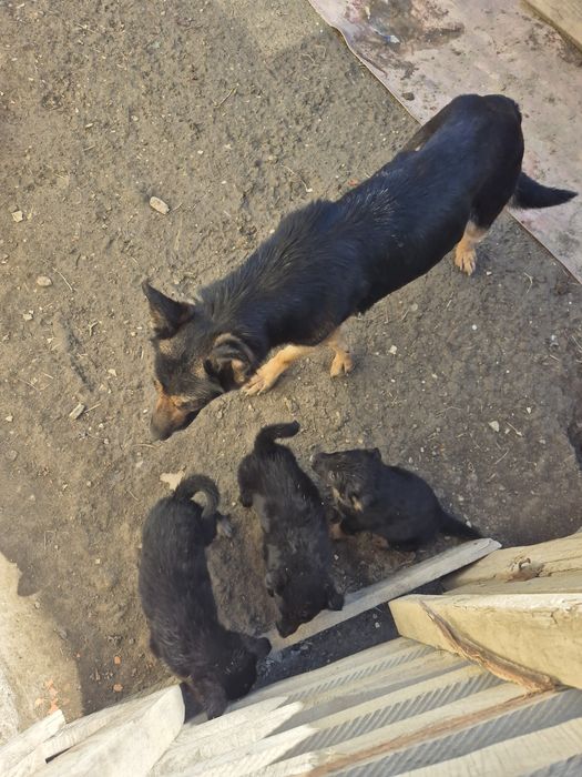 Отдам щенят в добрые руки