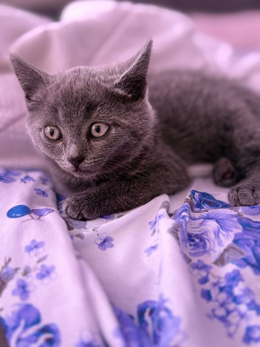 Британский Котенок домашний, Лео