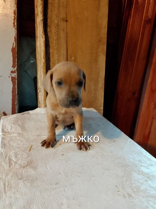 Подарявам кученца