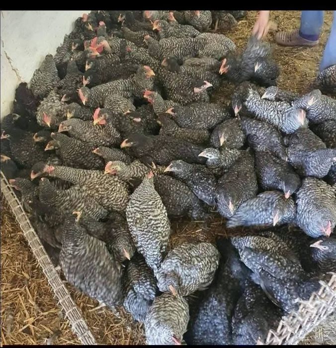 Vând puii de carne și de ouă cu livrare gratuita la Domiciliu pentru d