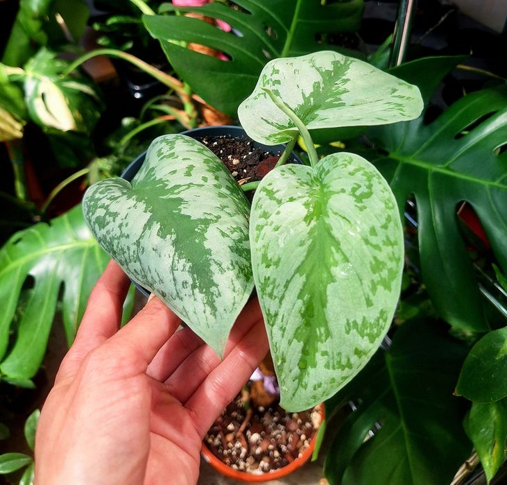 Vand plante de apartament