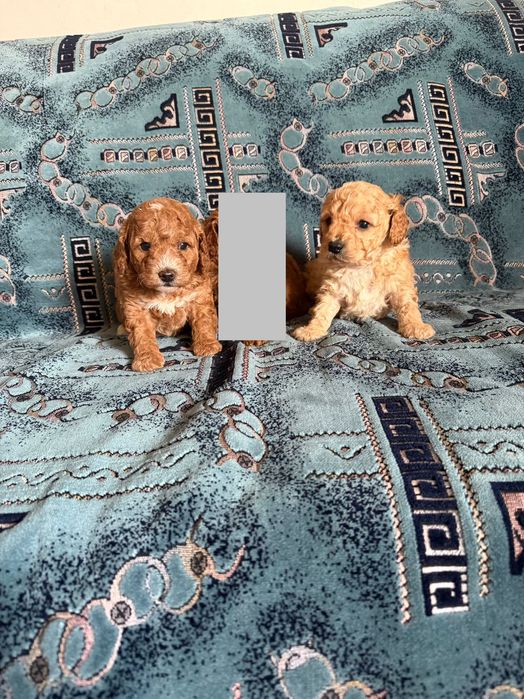 Той пудел момче и момиче