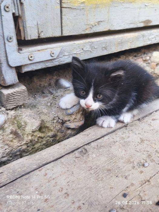 Отдам 4 котят в добрые руки