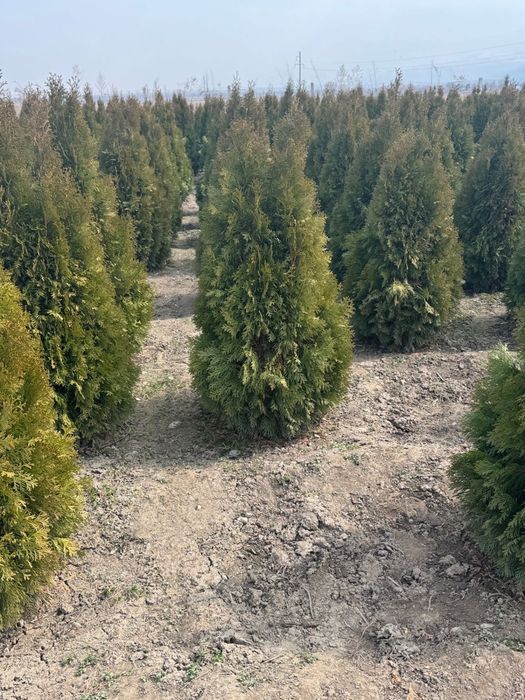 Туя Смаграгд 150-160 см