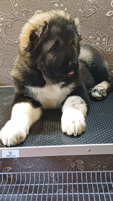 Щенки на любой вкус