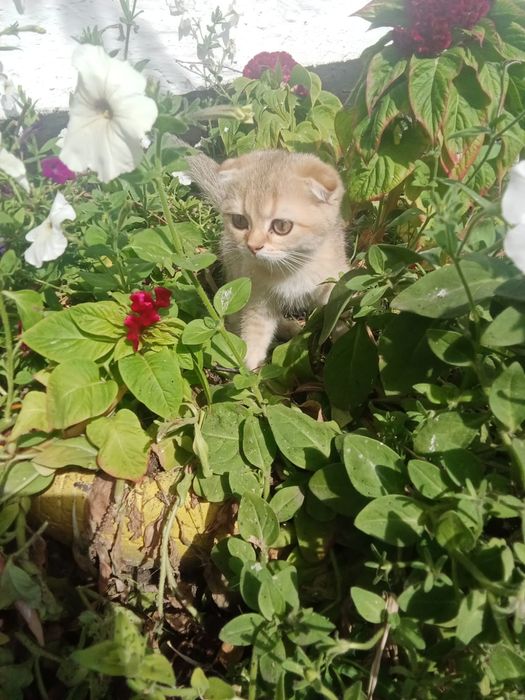 Продается Золотая шиншилла