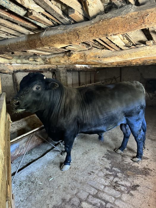 Qurbonlikka Angus Buqa