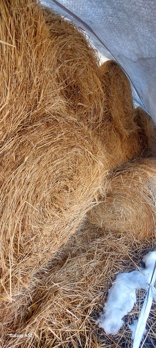 Шоп Сено.  Баканас