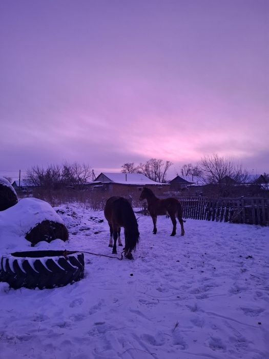 Продам кобылу с жеребенком