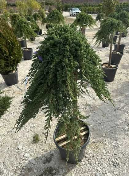 Plante Decorative Viguroase – Verificare Video și Montaj pe Loc