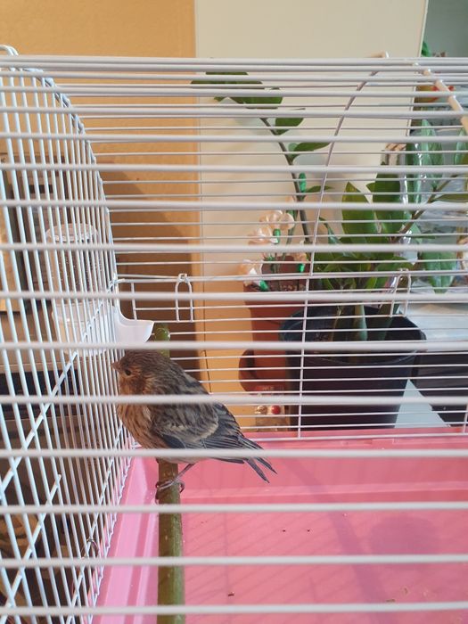 Продаю канарейку