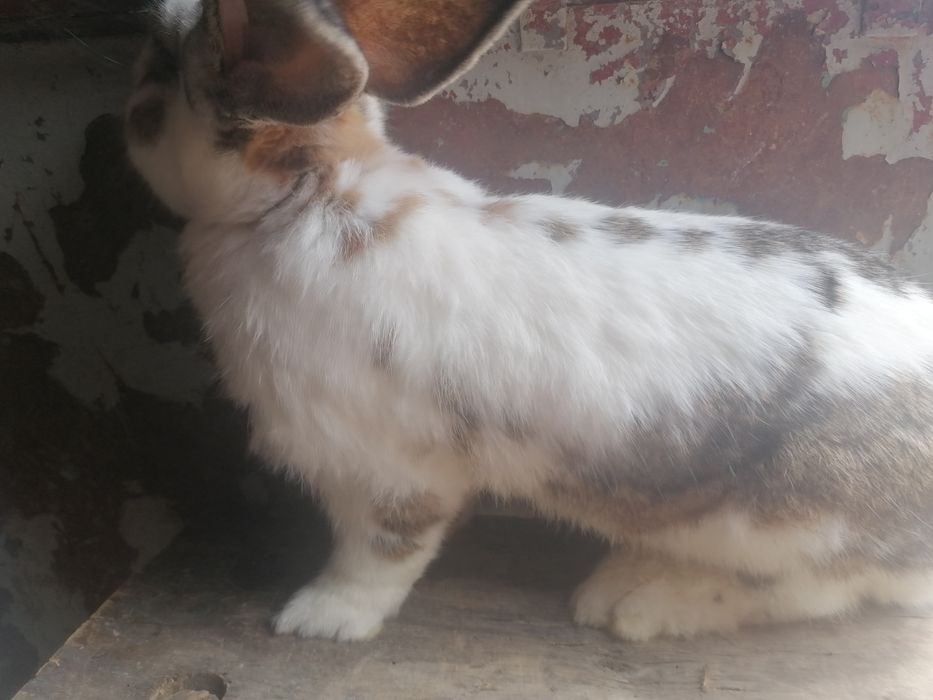 Vând iepure fluture german