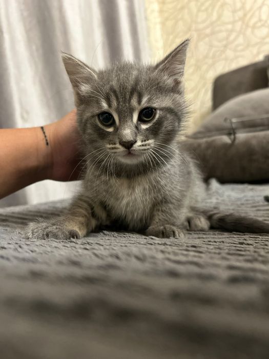 отдадим котят даром
