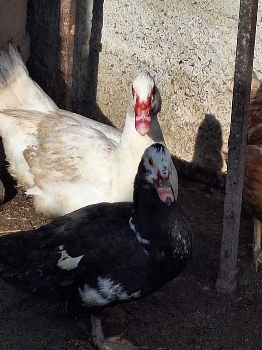 Vand Rațe 60 de lei