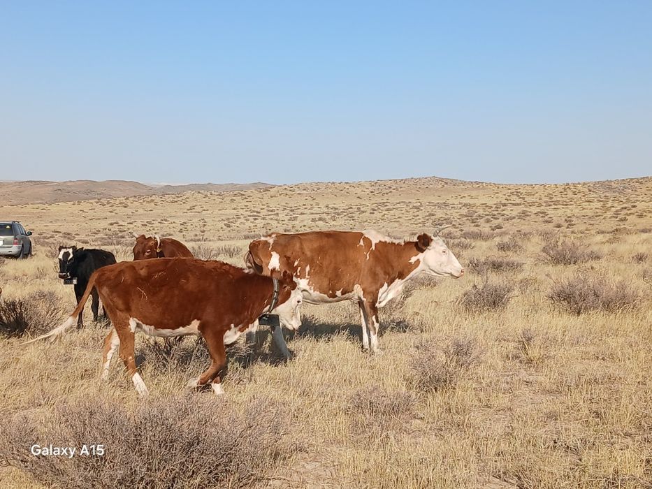 Бұзылуы сиыр, қашар, сиыр сатылады.