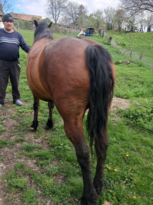Vând iapă 9 ani informații la telefon