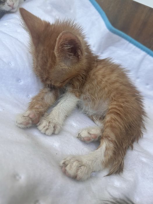 Подарявам малки котенца
