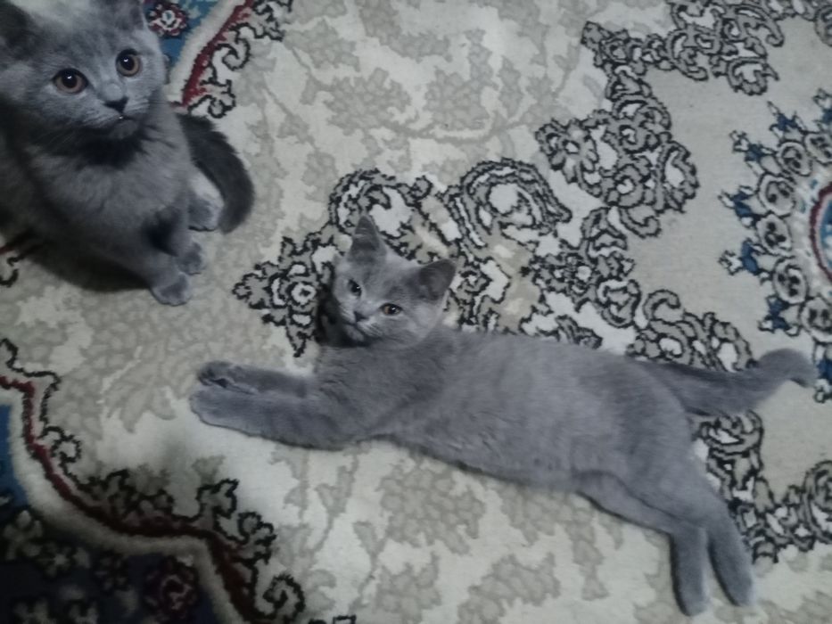 Срочно котята породы Скоттиш Страйт