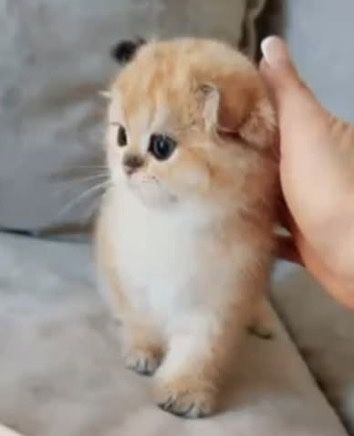 Золотые котята шиншилята