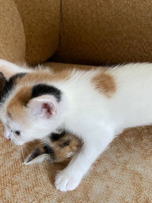 Котята в хорошие рукм