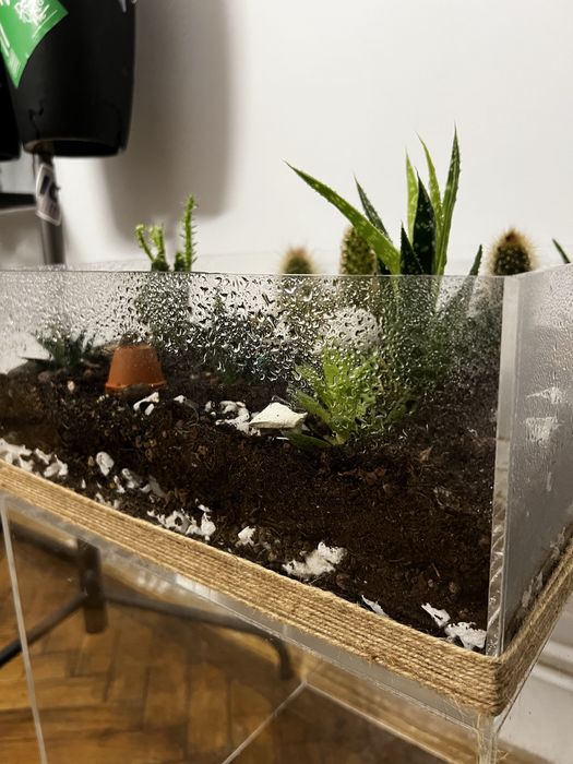 Terrariu decorativ cu aloe si cactusi