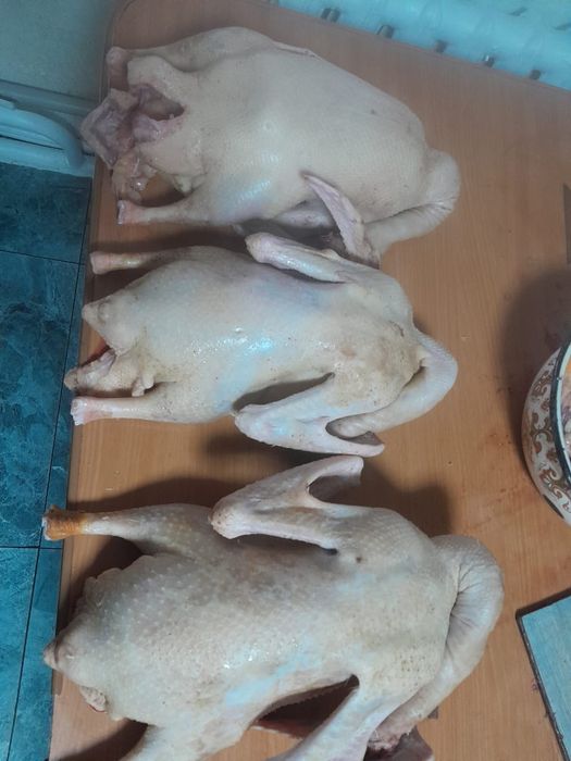 Продам гусей мячом цена 3500 за кг